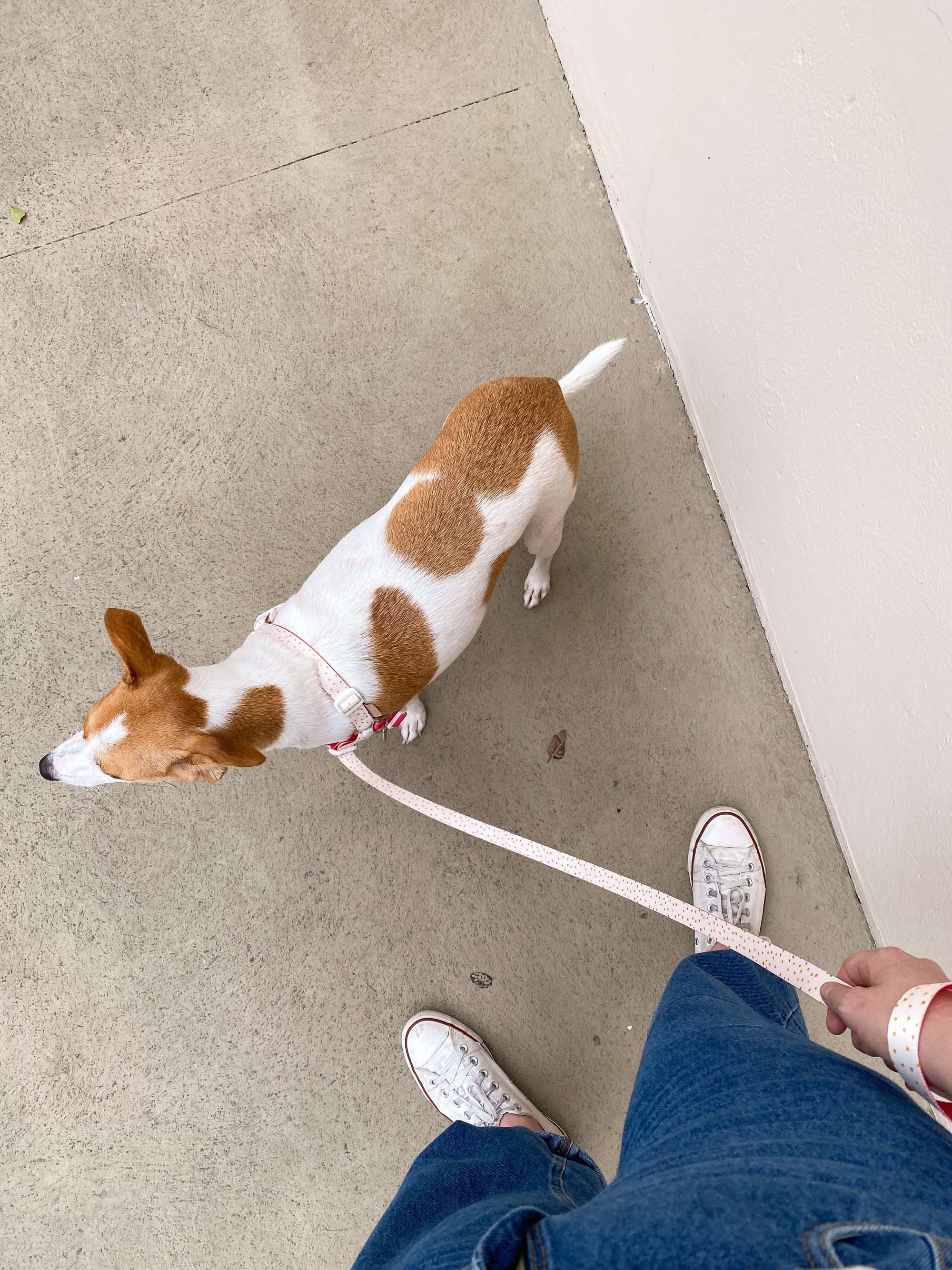 Coleiras e Comedouros lindos para seu pet: Conheça a Coleção Matilda
